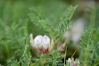 Astragalus sempervirens subsp. alpinus