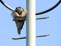 Sperweruil; Northern Hawk-Owl; Surnia ulula