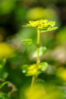 Verspreidbladig Goudveil; Chrysosplenium alternifolium; Alternat