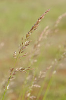 Rietzwenkgras - Tall Fescue - Festuca arundinacea