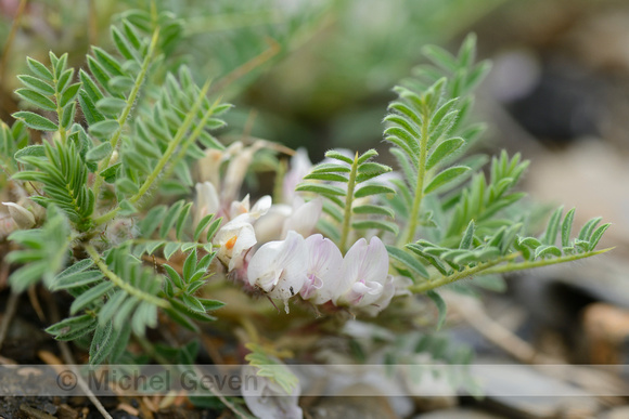 Astragalus sempervirens subsp. alpinus