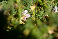 Astragalus sempervirens