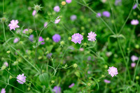 Knautia integrifolia