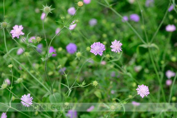 Knautia integrifolia