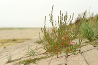 Strandmelde; Grass-leaved Orache; Atriplex littoralis