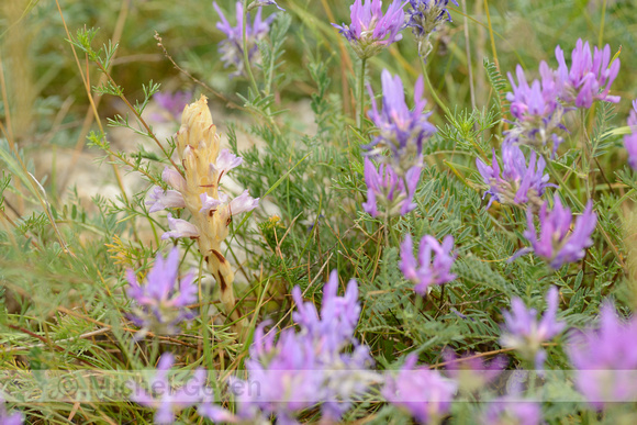 Orobanche arenaria