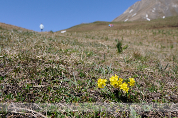 Altijdgroen Hongerbloempje;  Yellow Saxifrage; Draba azoides