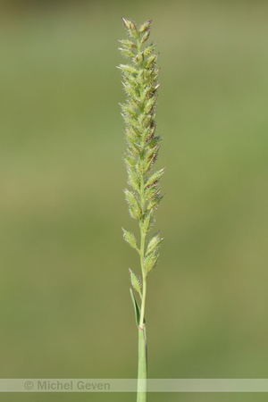 Klitgras; European Bur-grasss; Tragus racemosus