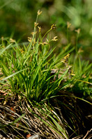 Vogelpootzegge; Birdsfoot Sedge; Carex ornithopoda