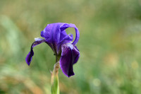 Iris bicapitata