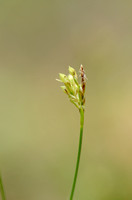 Vogelpootzegge - Birdsfoot Sedge - Carex ornithopoda