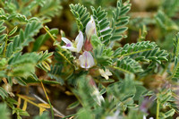 Astragalus sempervirens