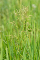 Liesgras - Reed sweet grass - Glyceria maxima