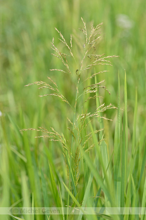 Liesgras; Reed sweet grass; Glyceria maxima