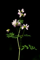 Bont kroonkruid; Crown Vetch; Securigera varia