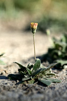 Vals muizenoor; Shaggy Mouse-ear-hawkweed; Hieracium petelerianu