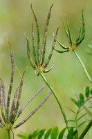 Vruchten Bont Kroonkruid; Crown Vetch; Securigera varia