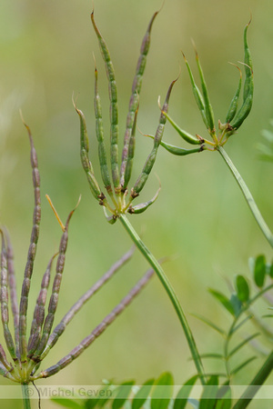 Vruchten Bont Kroonkruid; Crown Vetch; Securigera varia