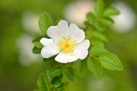 Heggenroos; Pale rose; Rosa corymbifera