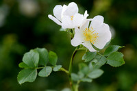 Heggenroos - Pale Rose - Rosa corymbifera