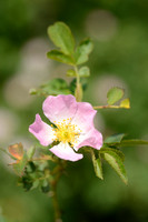 Heggenroos; Pale Rose; Rosa corymbifera
