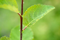 Geoorde Wilg - Eared Willow - Salix aurita
