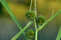 Blonde egelskop; Branched bur-reed; Sparganium erectum subsp. ne
