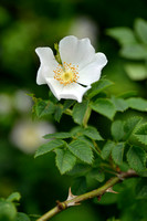Heggenroos; Pale rose; Rosa corymbifera