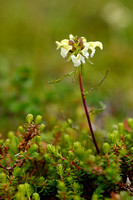 Laplands kartelblad - Lapland Lousewort - Pedicularis lapponica