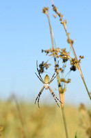 Wespspin; Wasp spider; Argiope bruennichi