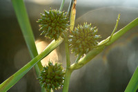 Blonde egelskop; Branched bur-reed; Sparganium erectum subsp. ne