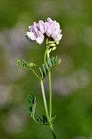 Bont kroonkruid; Crown Vetch; Securigera varia