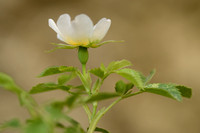 Heggenroos; Pale Rose; Rosa corymbifera