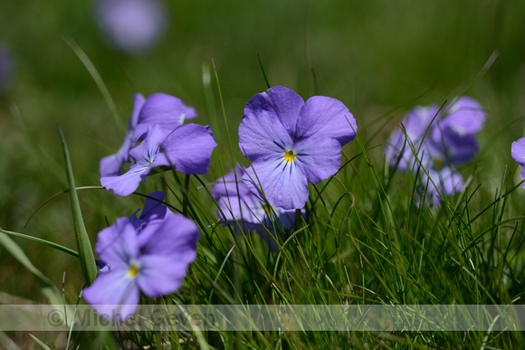 Langsporig Viooltje; Viola calcerata; Spurred Violet;