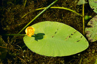 Gele plomp - Yellow water-lily - Nuphar lutea
