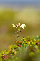 Laplands kartelblad;Lapland Lousewort; Pedicularis lapponica