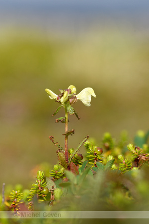 Laplands kartelblad;Lapland Lousewort; Pedicularis lapponica