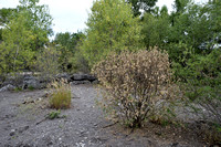 Europese Blazenstruik; Bladder-senna; Colutea arborescens; Bague