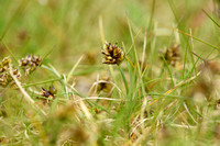 Carex maritima