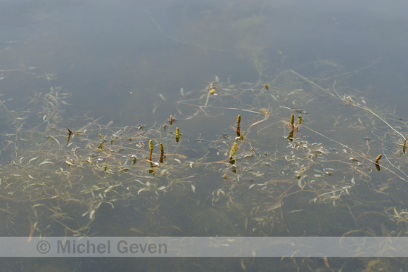 Ongelijkbladig fonteinkruid; Various-leaved Pondweed; Potamogeton gramineus