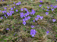 Langsporig Viooltje - Spurred Violet - Viola calcerata