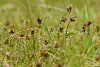 Curved Sedge; Carex maritima