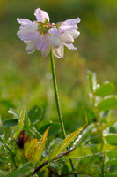 Bont Kroonkruid; Coronilla varia; Crown Vetch