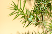 Stekelige Jeneverbes; Prickly Juniper; Juniperus oxycedrus