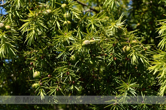 Cade Juniper; Juniperus oxycedrus subsp. oxycedrus