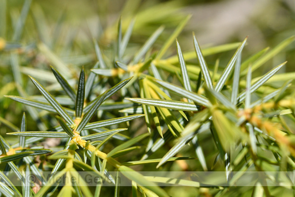 Cade Juniper; Juniperus oxycedrus subsp. oxycedrus