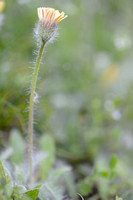 Vals Muizenoor; Shaggy Mouse-ear-hawkweed; Hieracium peleterianu
