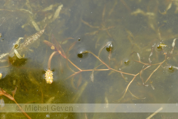 Ongelijkbladig fonteinkruid; Various-leaved Pondweed; Potamogeton gramineus