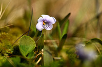 Moerasviooltje; Marsh violet; Viola palustris