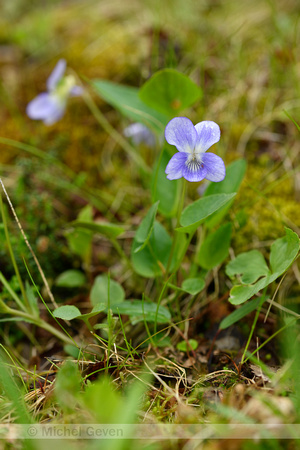 Alpine Dog Violet; Viola canina subsp. Montana